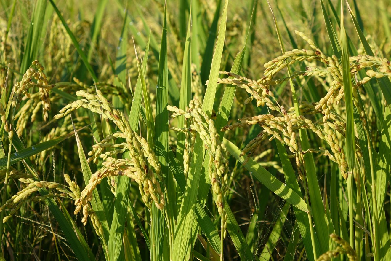 Avena Sativa L