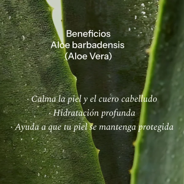 Beneficios del Aloe Vera Kamel